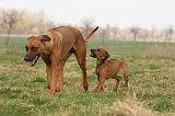 RODESIAN RIDGEBACK 150